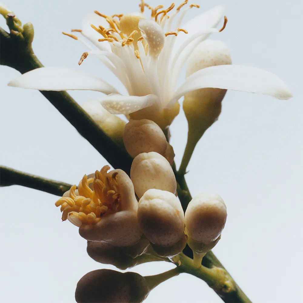 Jo Malone Orange Blossom Eau De Cologne - 30 ml thumbnail 3